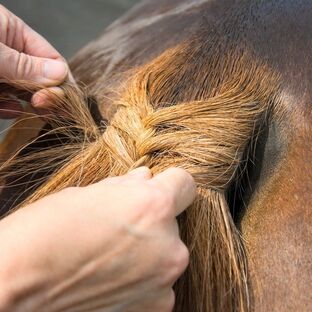 Mane Tail Showing – FREE P&P LINCOLN PLAITING BANDS – BROWN – Horse/Pony 