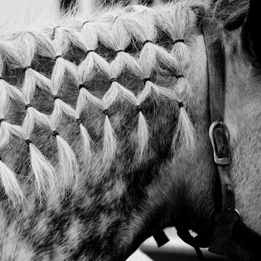 Tips for Maintaining the Perfect Horse Mane and Tail