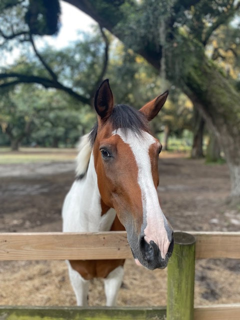 LOUIE - Meet our newest member of the team! Louie is 14.2 hands tall paint pony who has been giving trail rides his whole life. While he is the newest member, he quickly captures the heart of all the staff. Our biggest snuggle bug, Louie appreciates all of the pets and love he can get! 